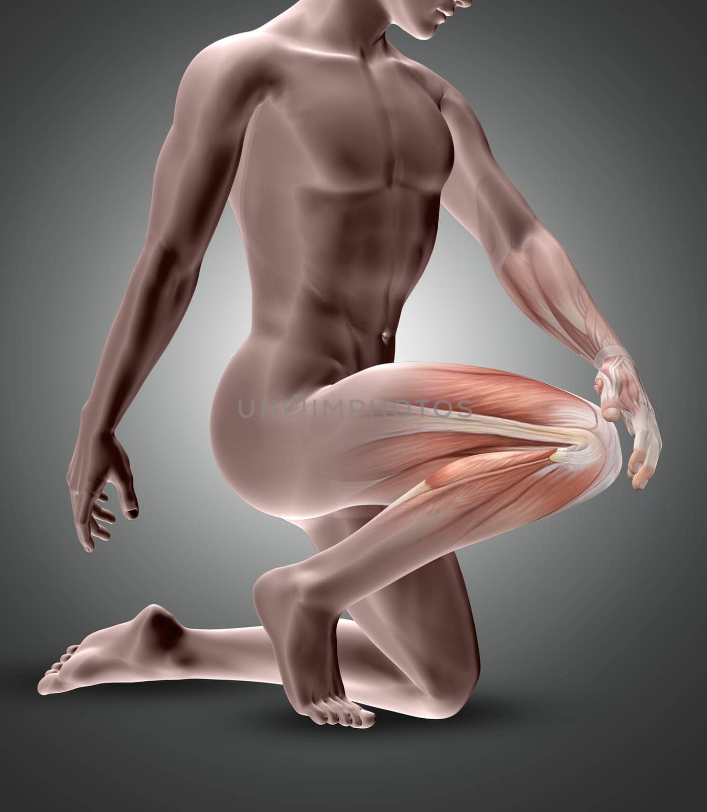 3D render of a male figure with knee muscles highlighted