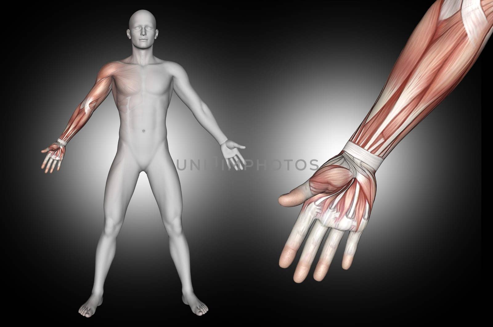 3D render of a male medical figure with arm muscles highlighted