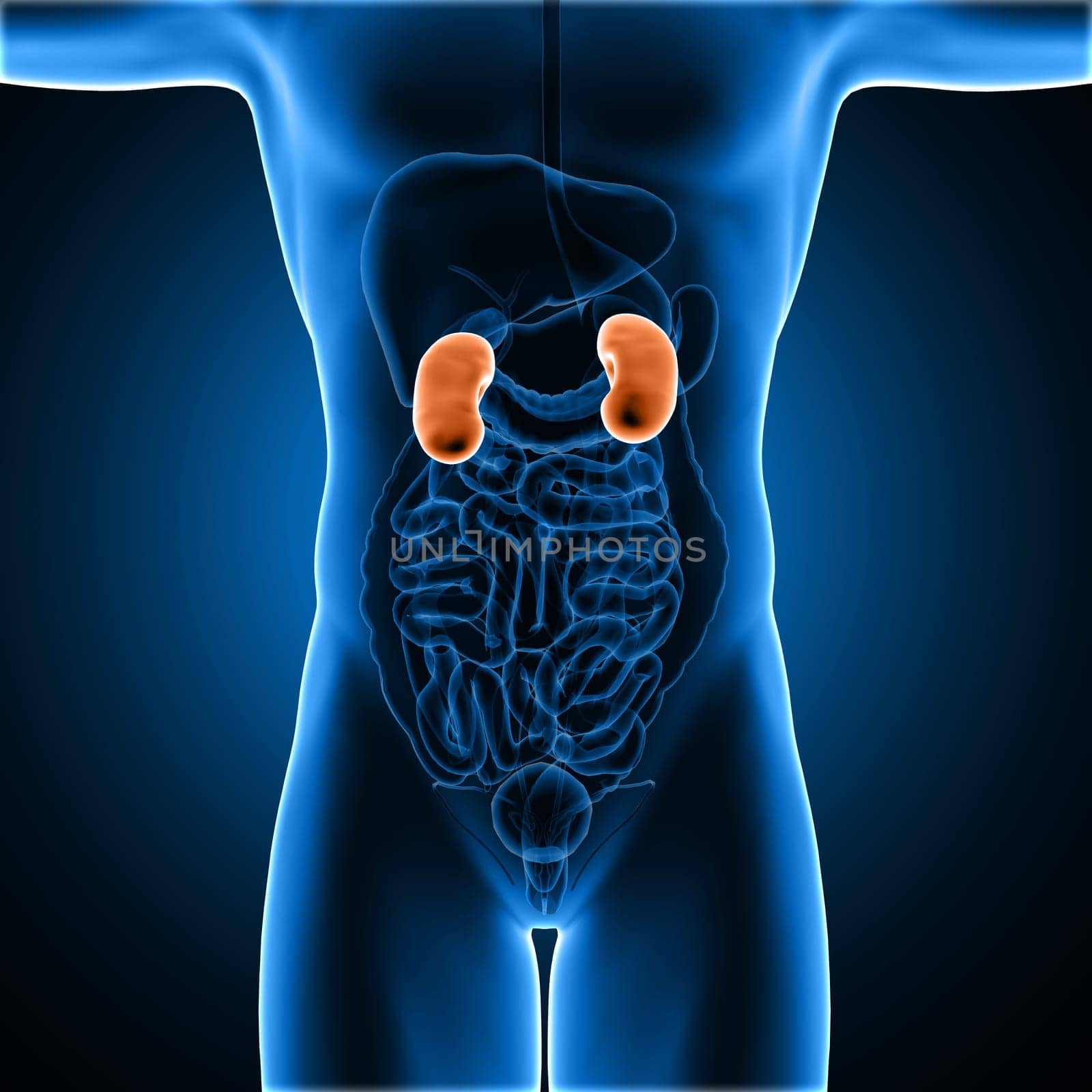3D render of a male medical figure with kidneys highlighted