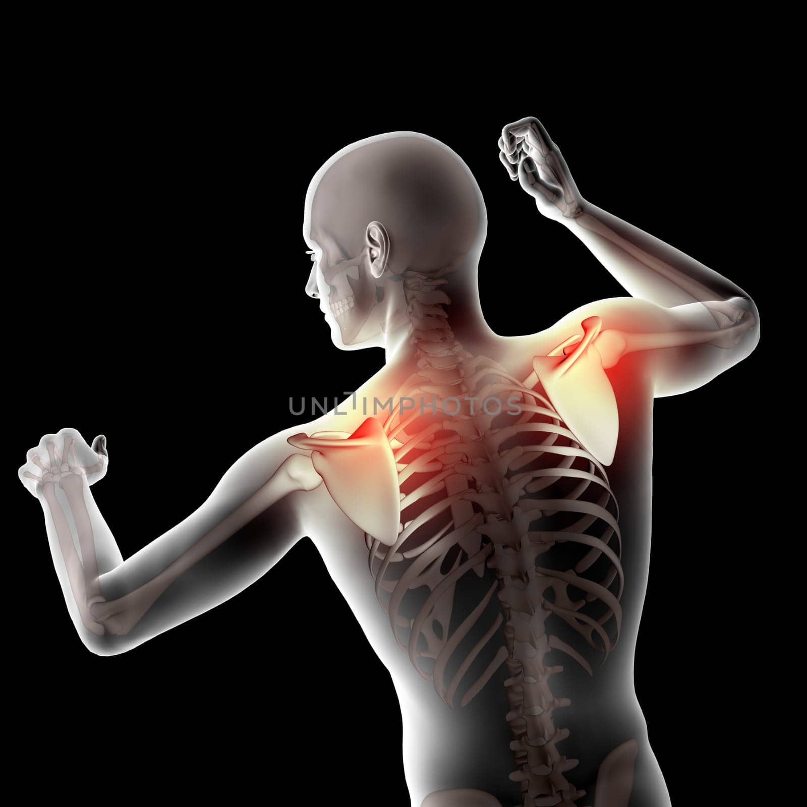 3D render of a male medical figure with shoulder blades highlighted