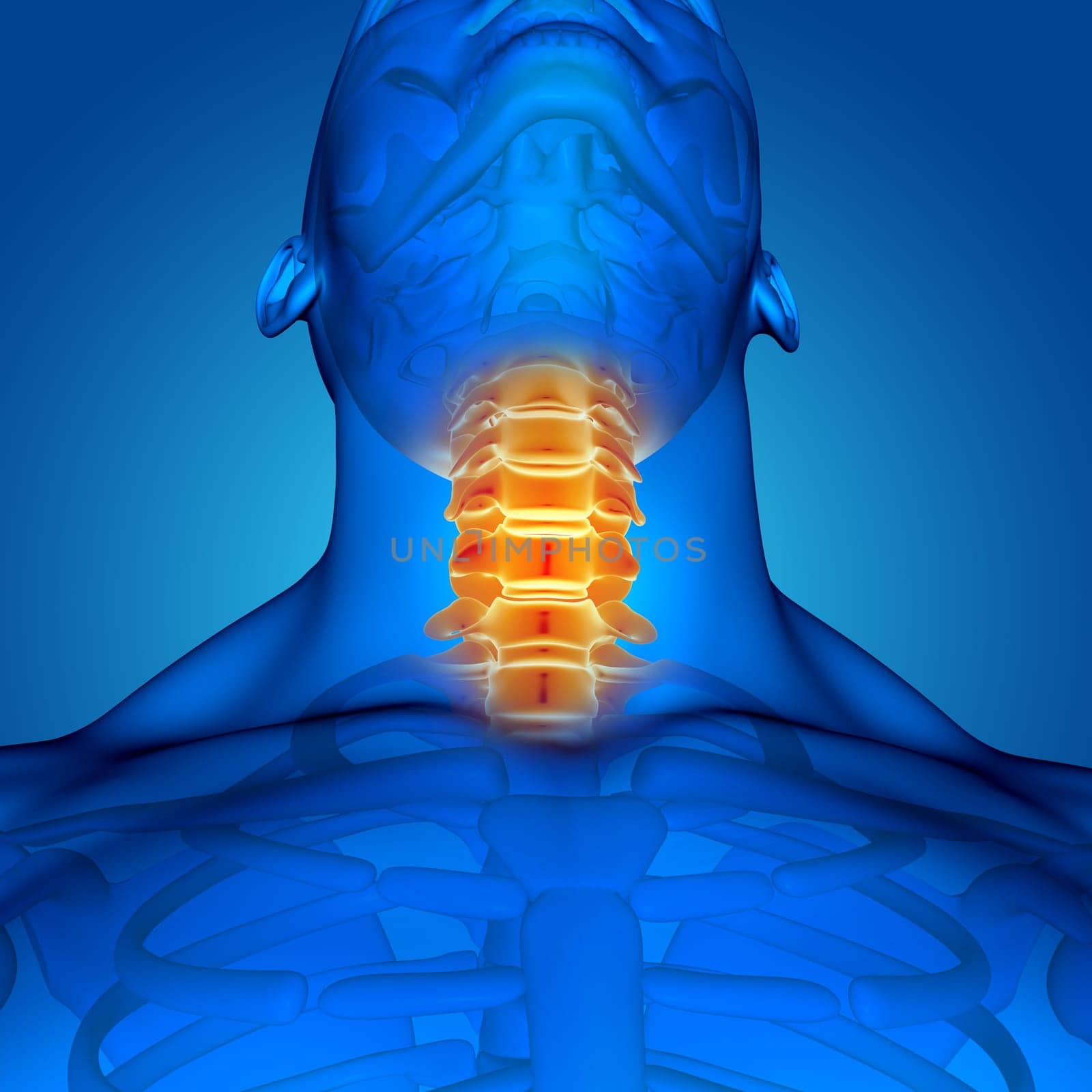 3D render of a male medical figure with neck bones highlighted