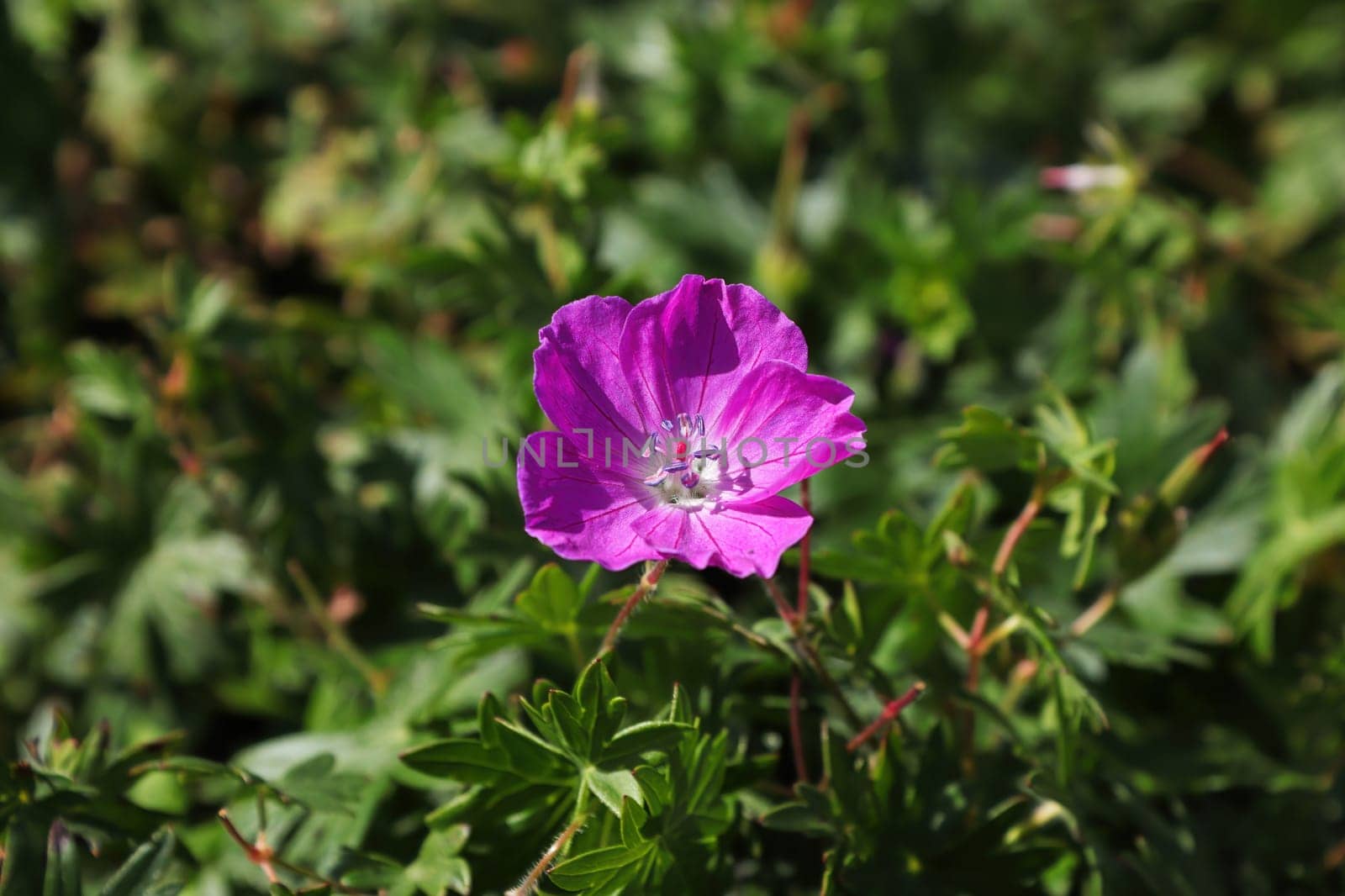 A single pink cranesbill geranium in bloom.
