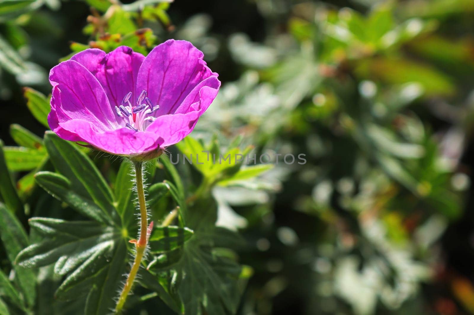 A single pink cranesbill geranium in bloom.