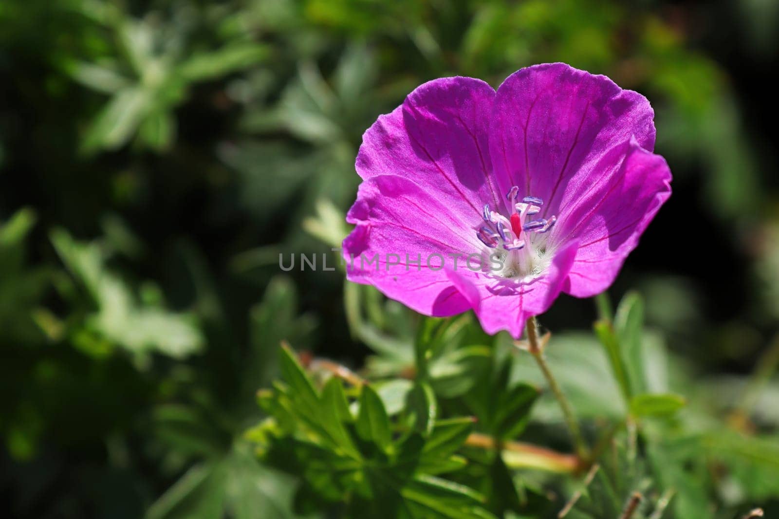 A single pink cranesbill geranium in bloom.