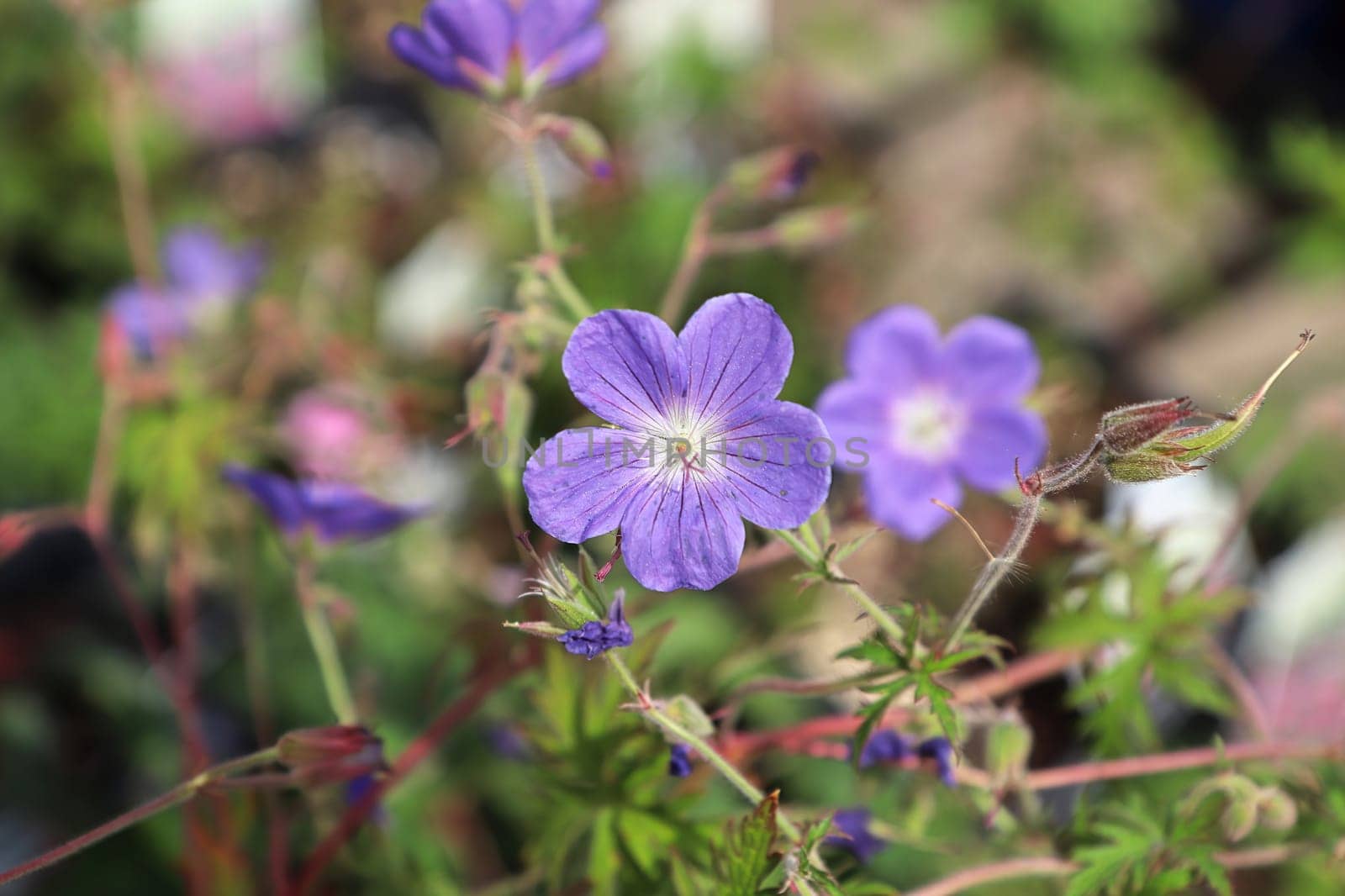 Closeup of purple cranesbill flowers blooming in summer.