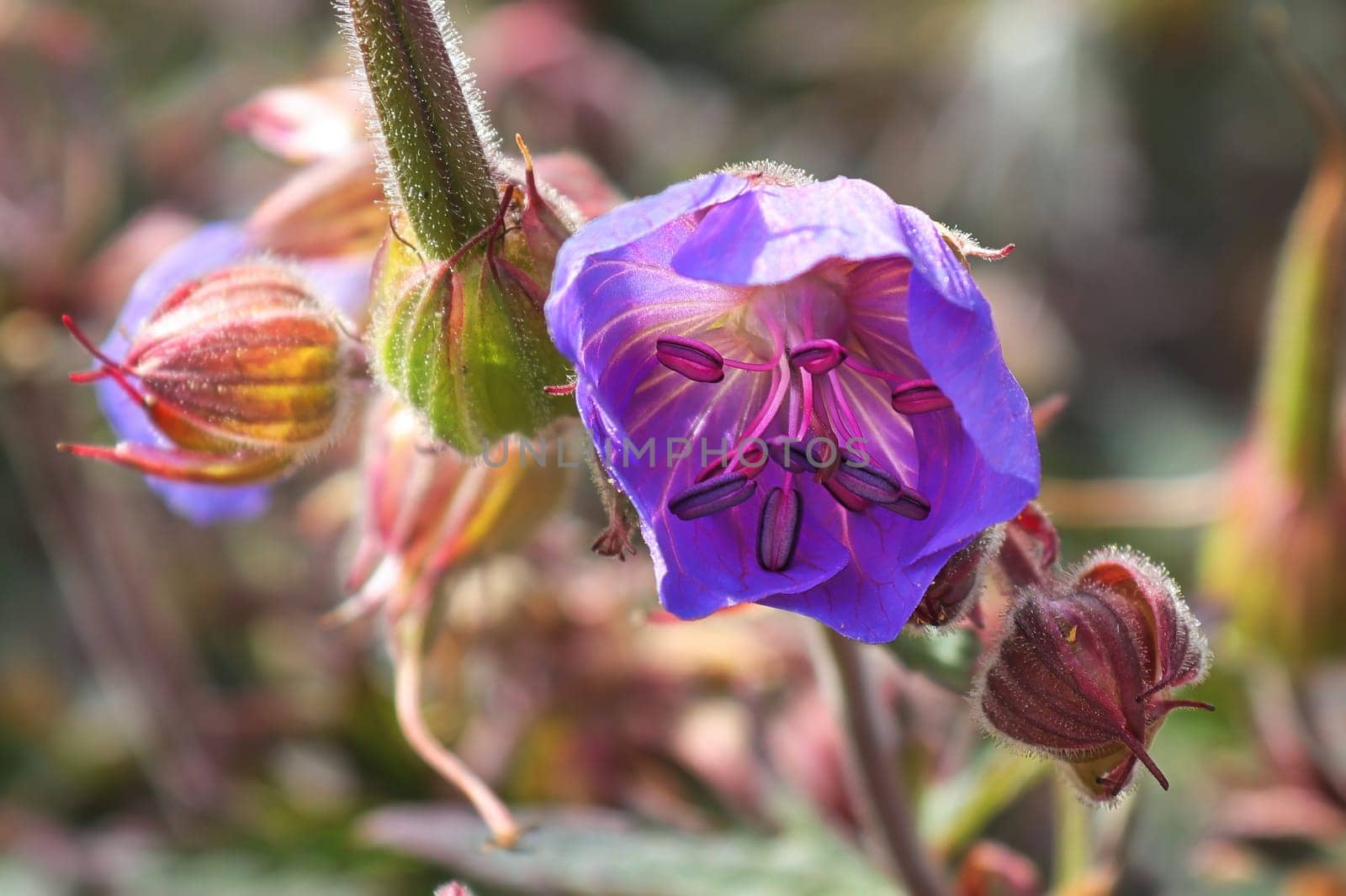 Macro of a purple cranesbill flower with stamen.