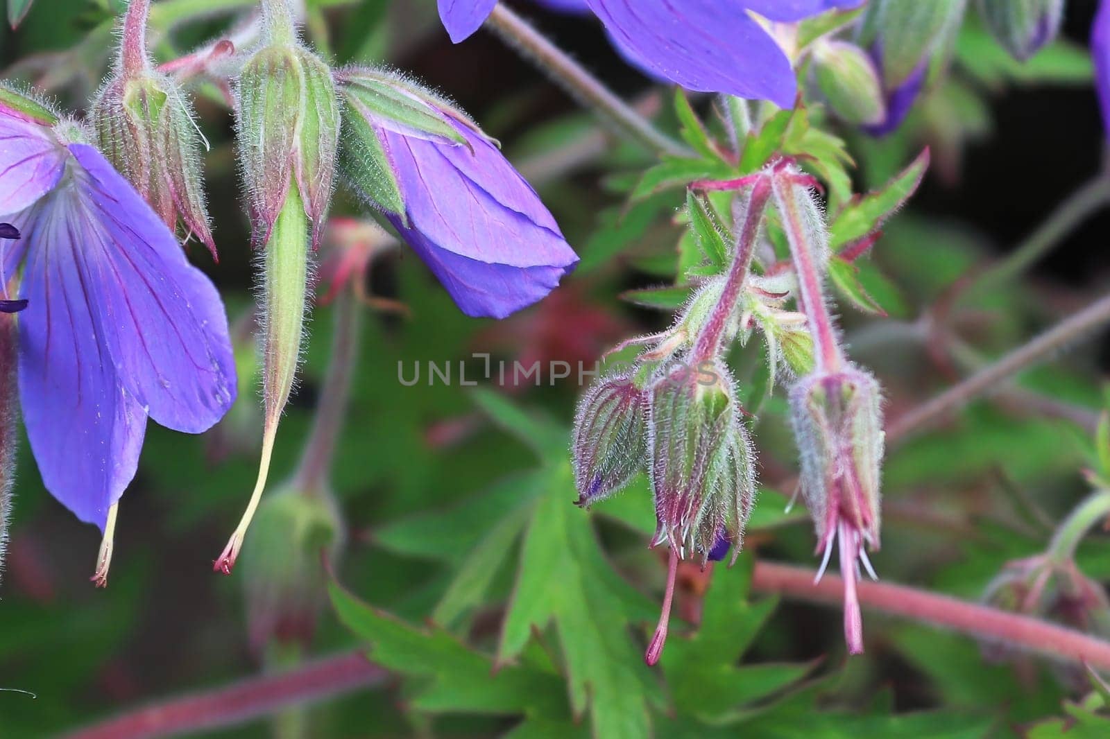 Unopen buds on a cranesbill plant stem.