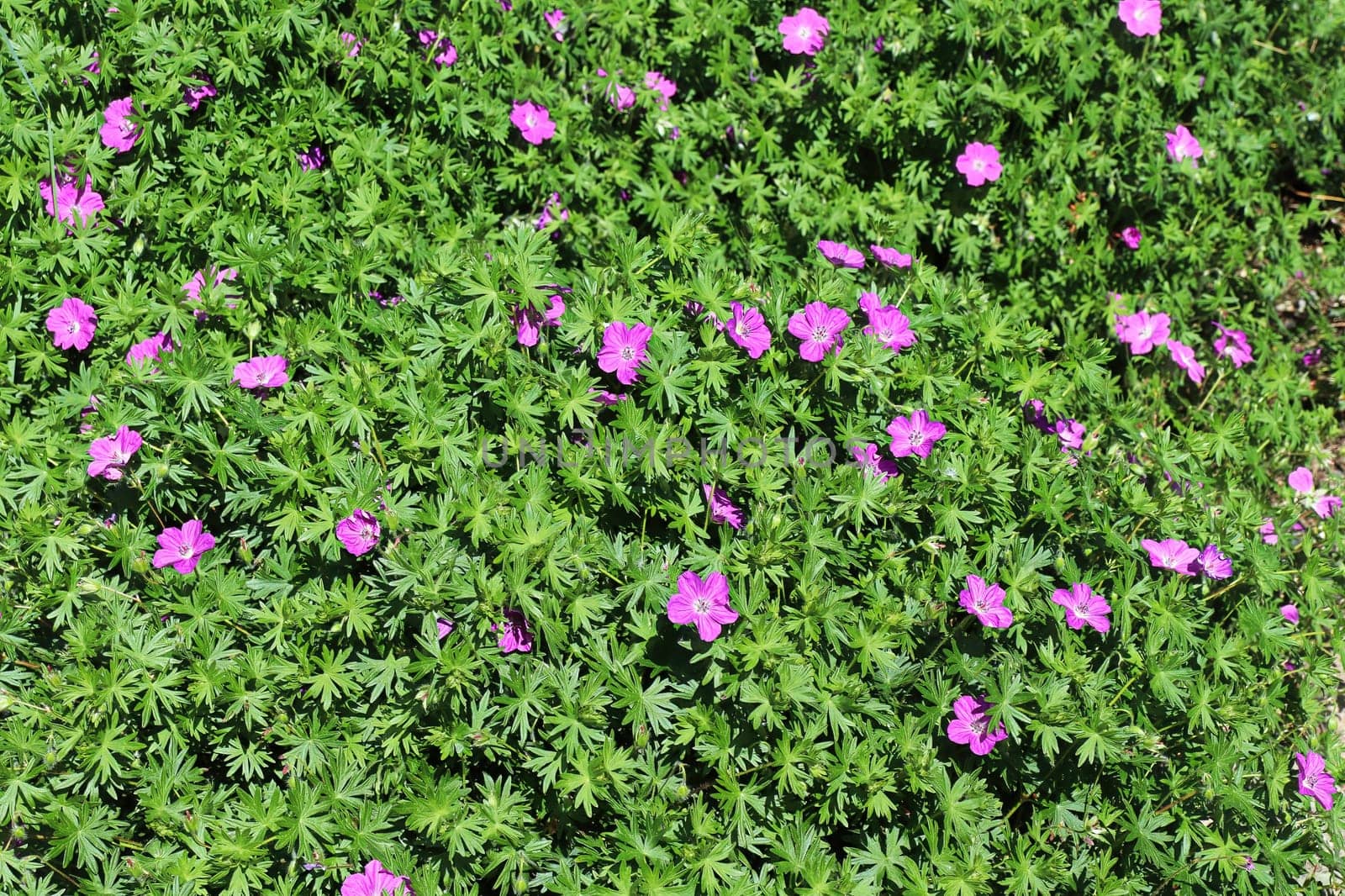 Leafy background with pink Cranesbill flowers blooming.
