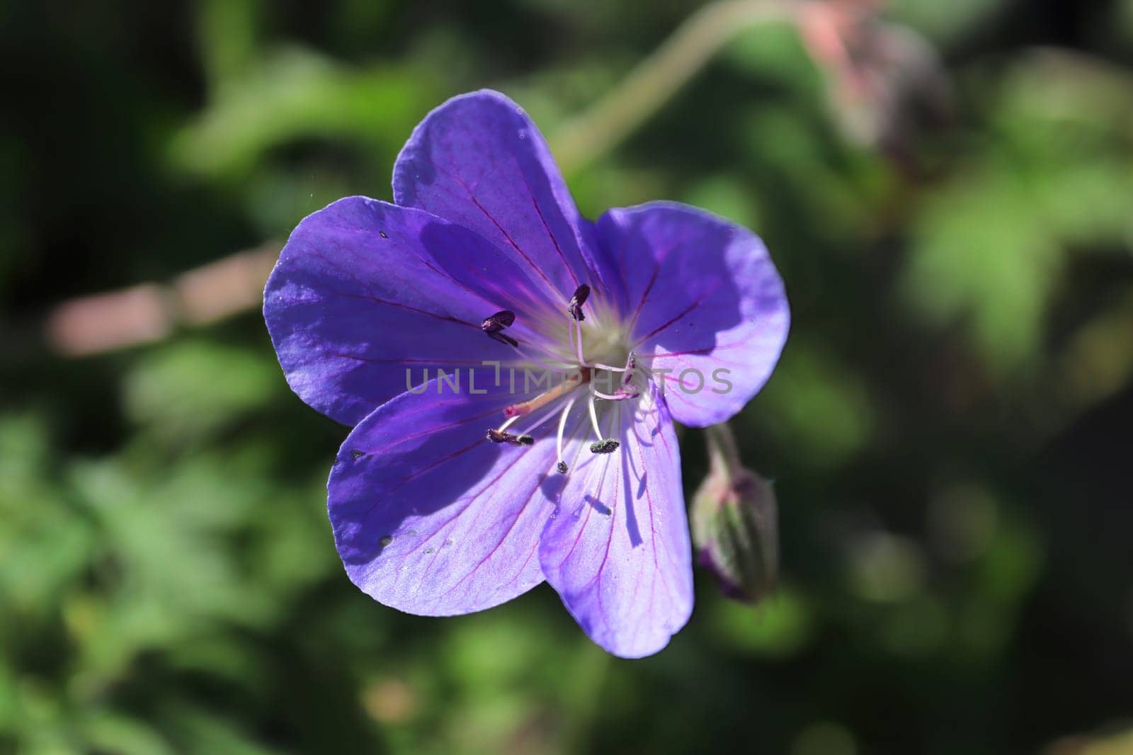 Closeup background of a purple cranesbill flower.