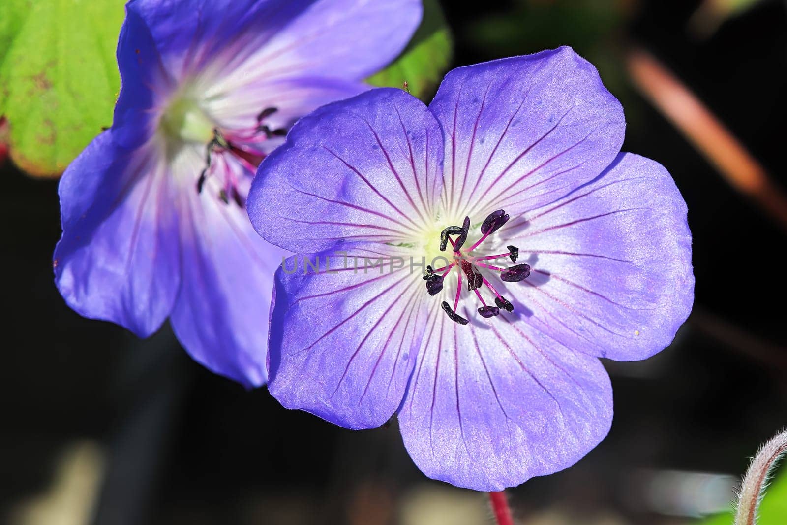 Macro background of two cranesbill flowers in bloom.
