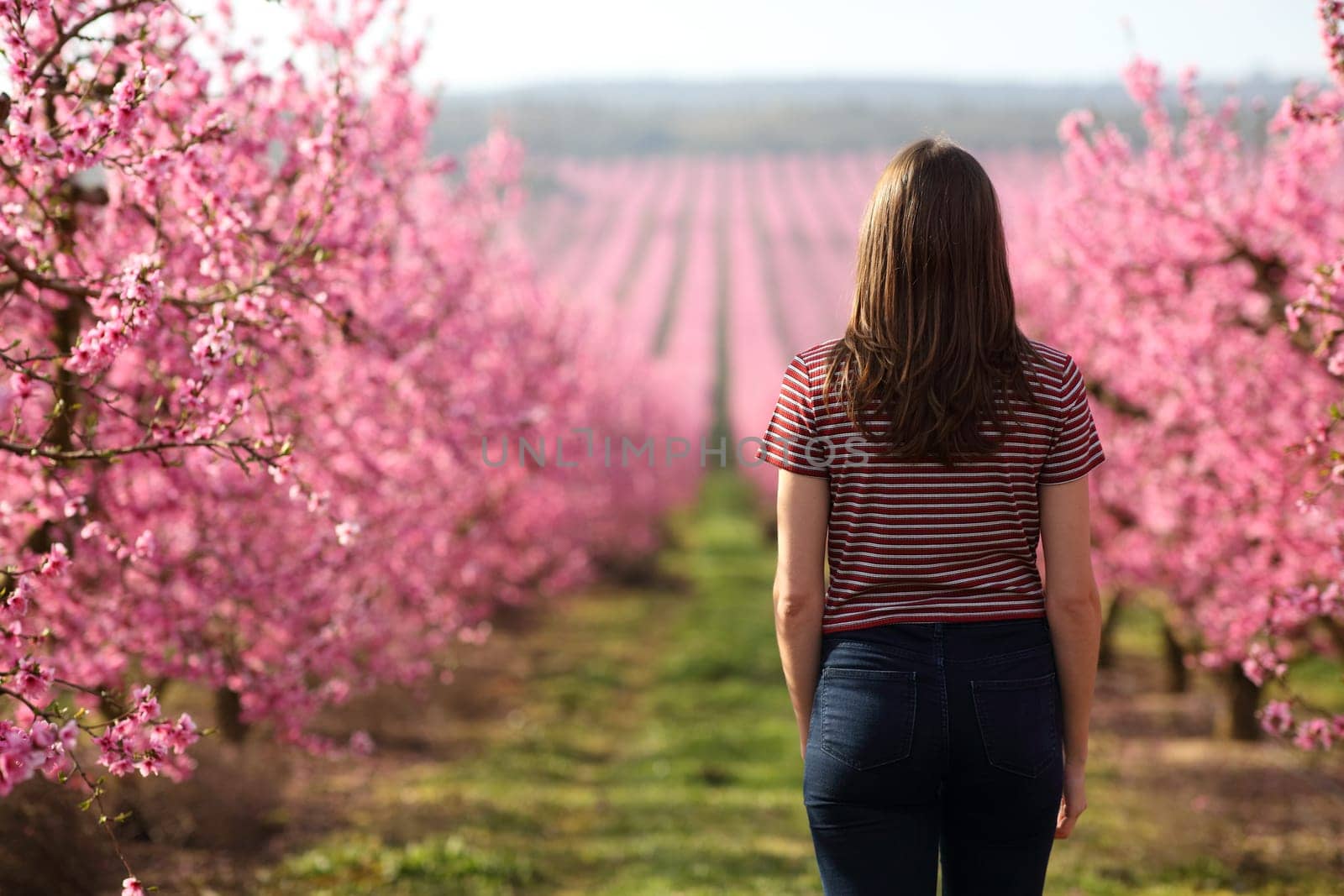 Back view of a single woman walking in a pink flowered field in spring