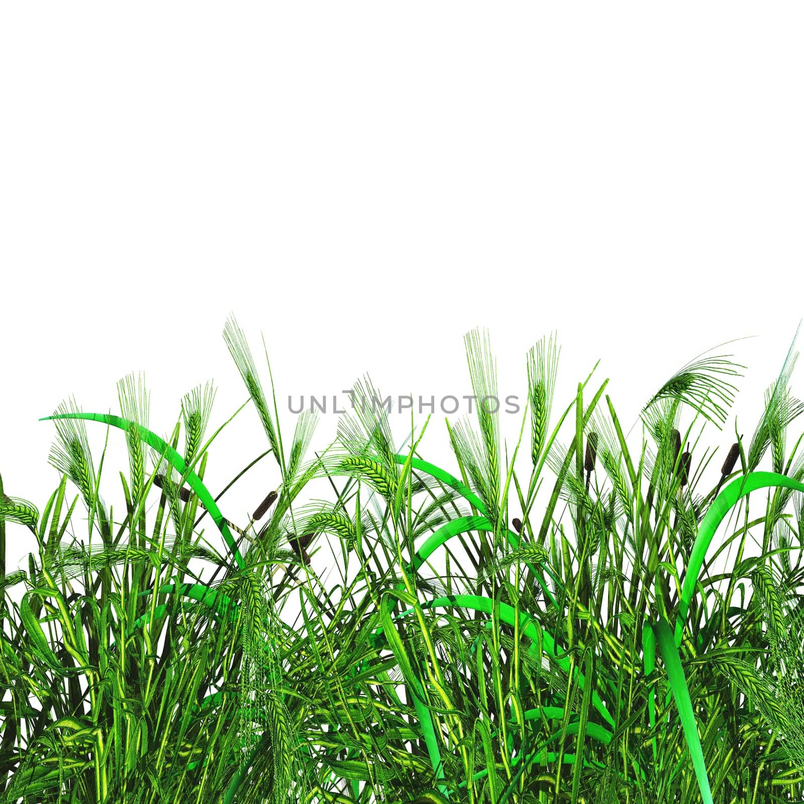 3D render of green grass and wheat on a white background