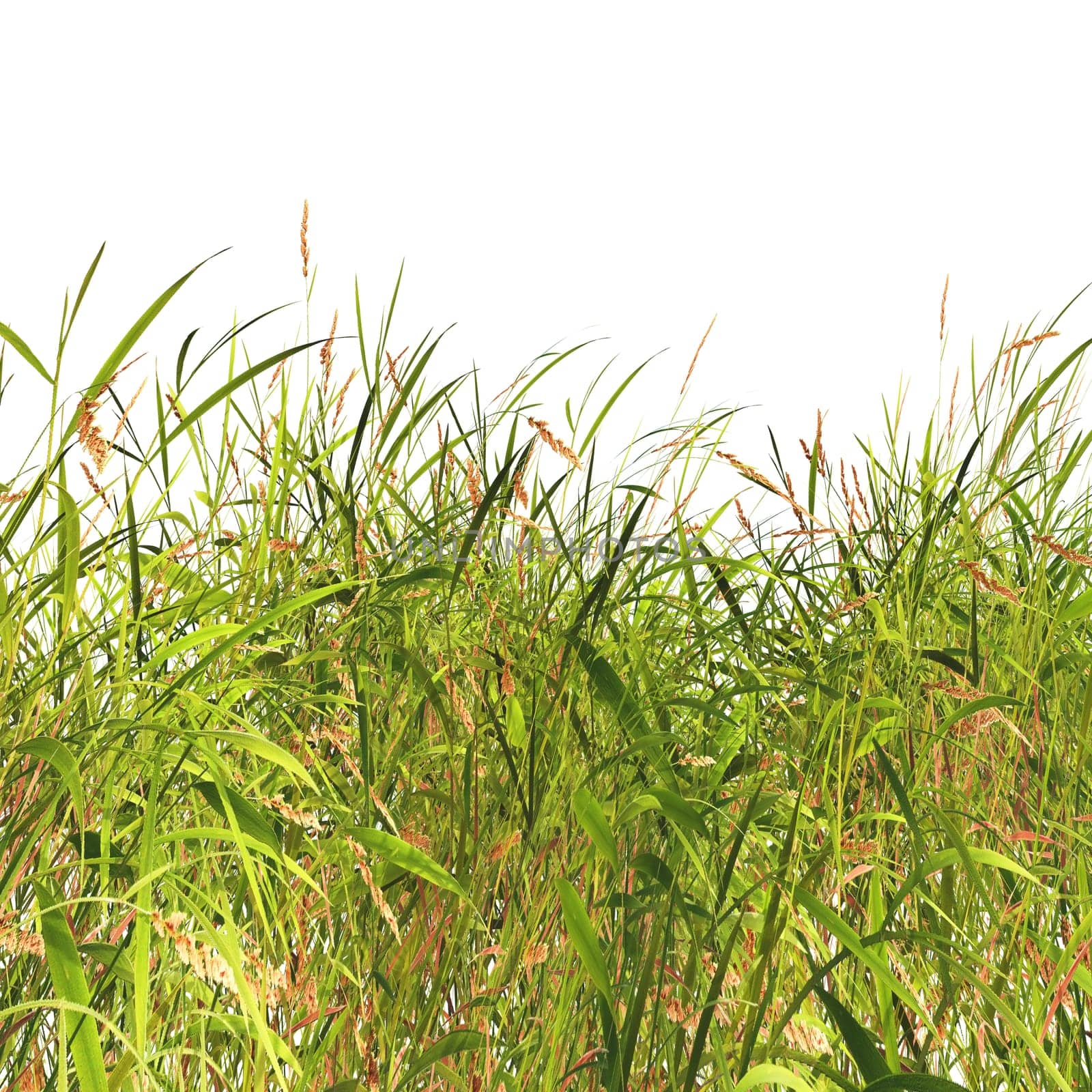 3D render of grass and weeds on a white background