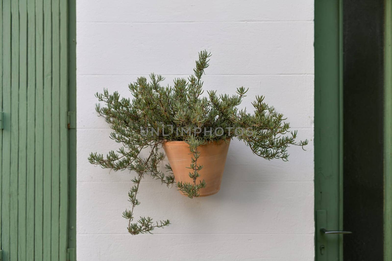 A rosemary plant in a clay pot hangs on the wall of a house in Provence France