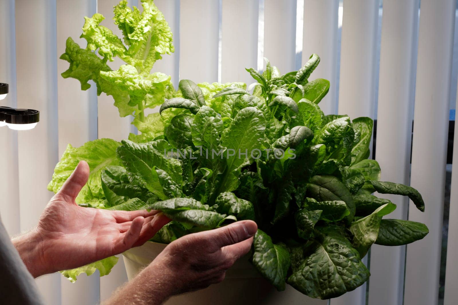 Indoor homegrown lettuce variety growing with LED grow lights in one large planter of dirt. Indoors home gardening a variety of lettuce leaves including spinach under full spectrum LED lighting.