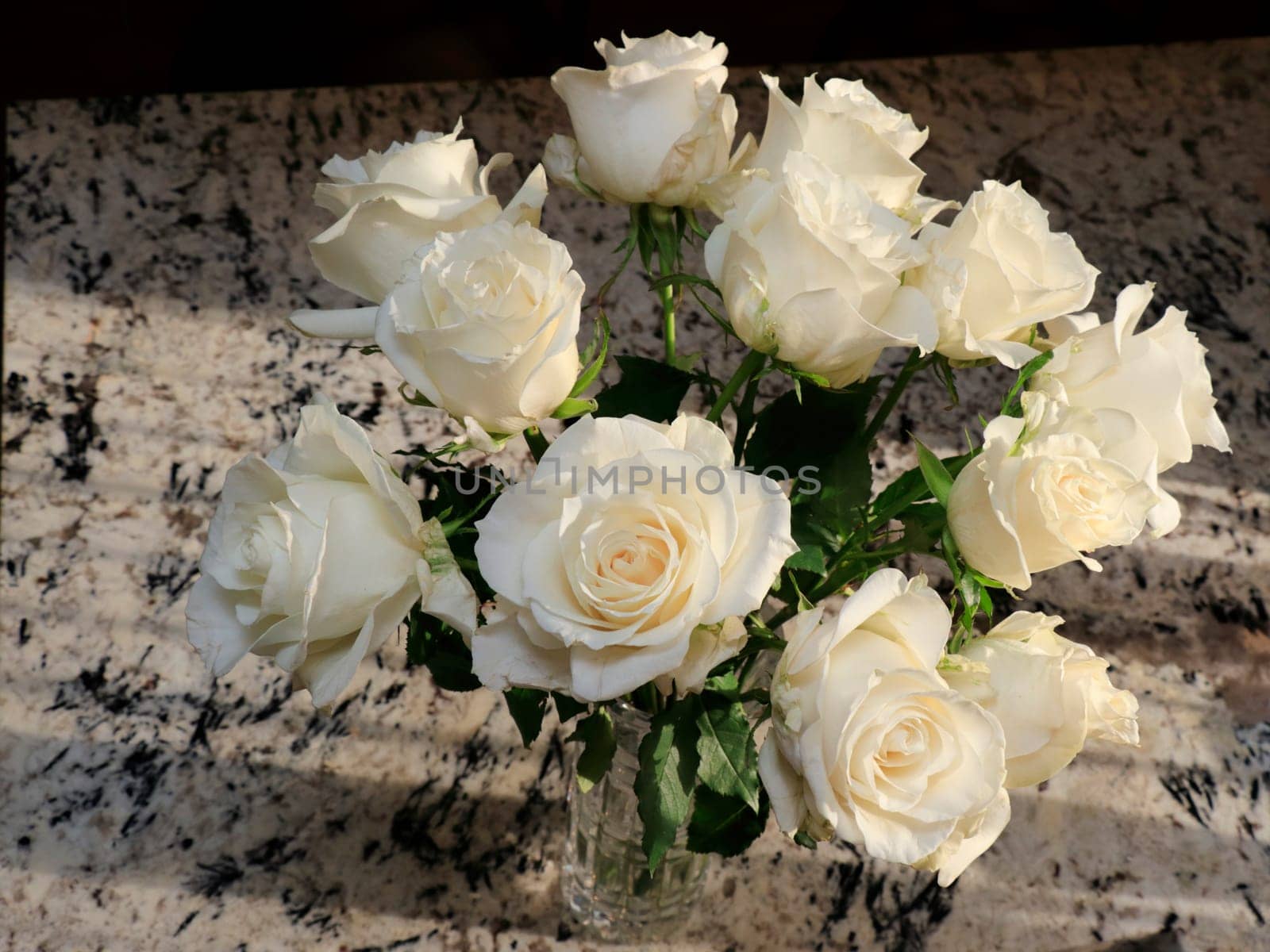 A dozen white rose flowers with leaves on a sunlit beige and black granite kitchen counter closeup. Pretty floral bouquet of dozen white roses in a tall clear crystal vase on a counter lit by sunshine