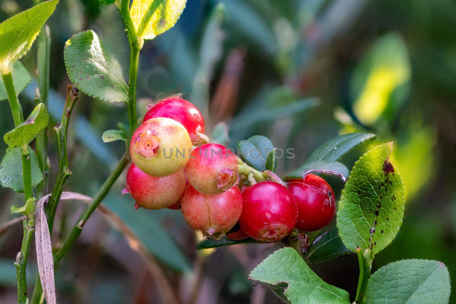 Detail shot of ripe red cranberries on the bush against a blurred background