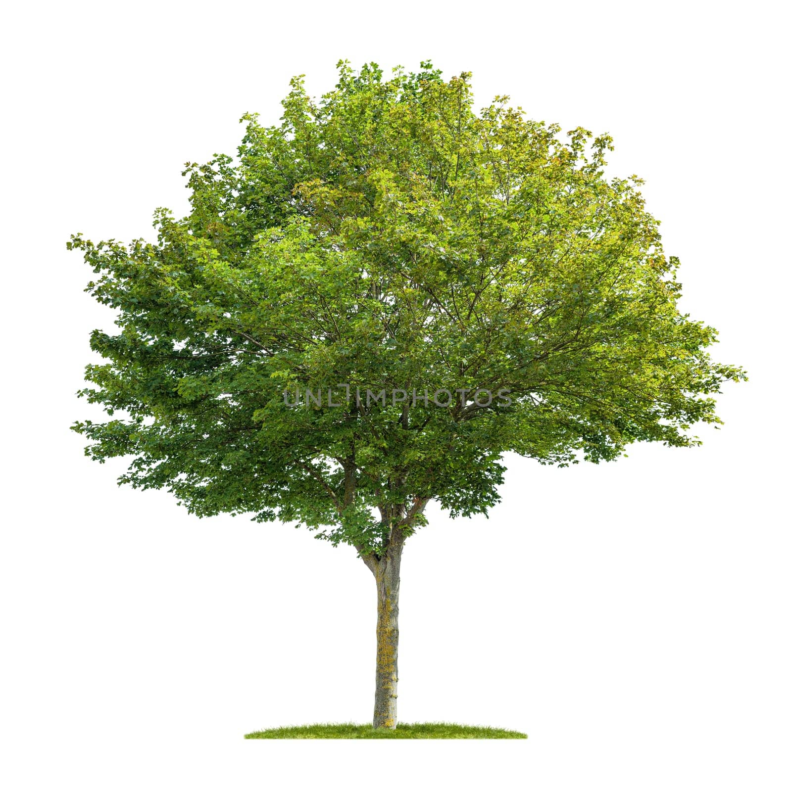 Isolated maple tree on a white background