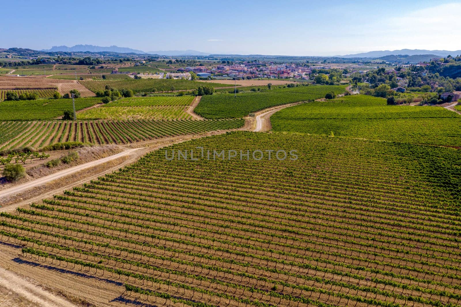 Vineyards with grapes about to be harvested in Sant Marti de Sarroca Penedes Spain