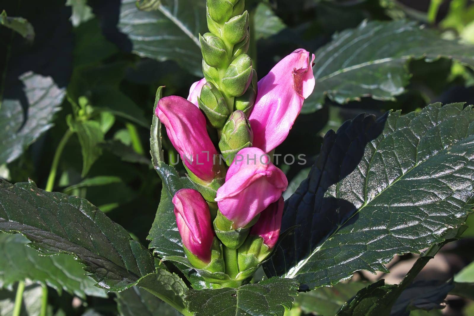 Pink flowers opening on a Turtle Head plant.