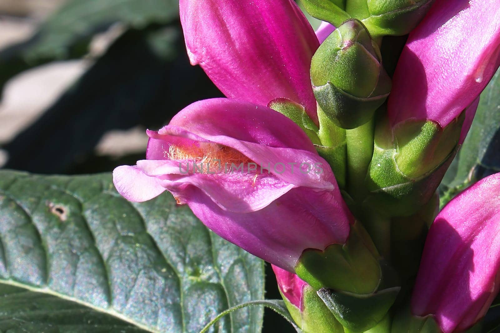 Pink flowers opening on a Turtle Head plant.