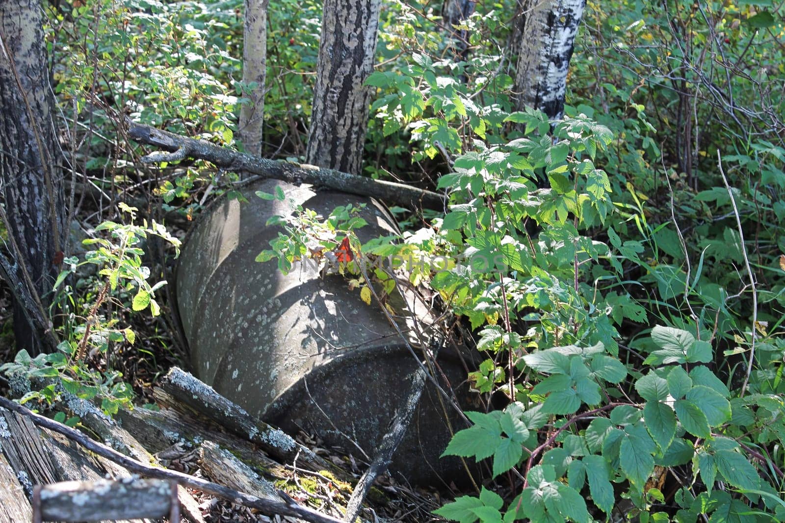 An old oil barrel abonded in the forest.