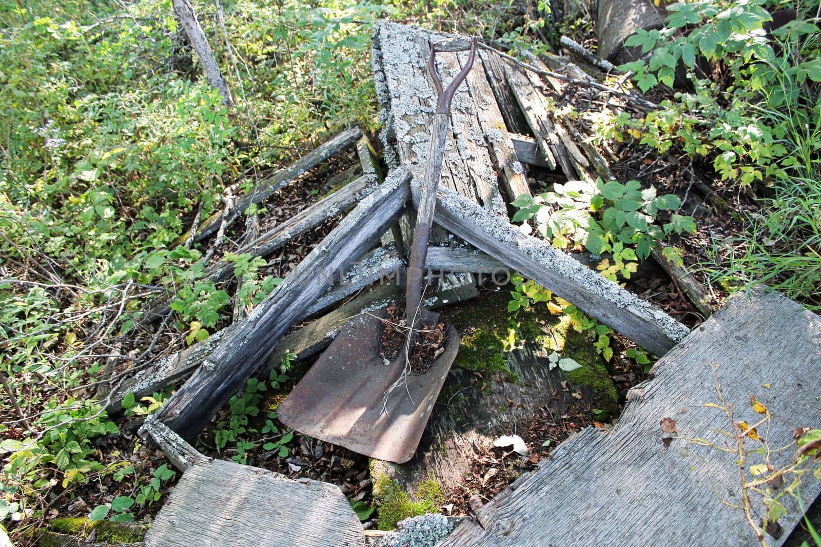 An old shovel rusting between a rotting shed.