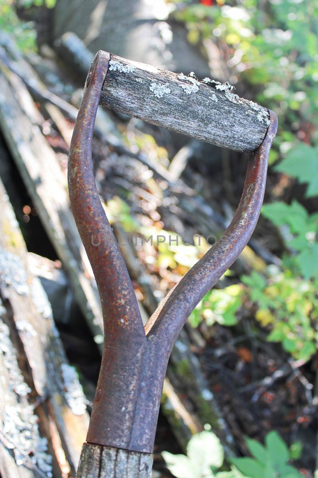 The handle from a shovel being covered in moss.