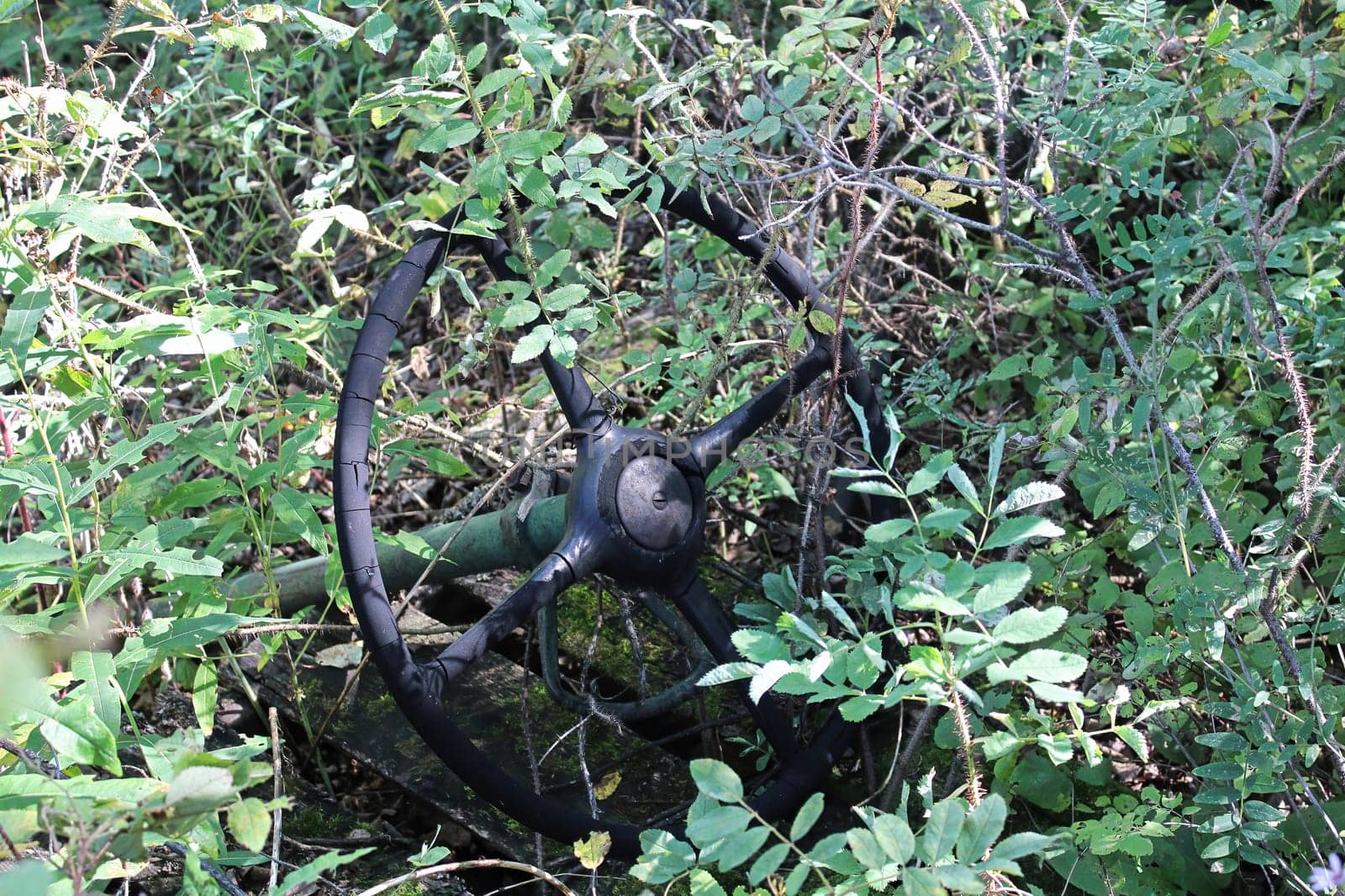 An old steering wheel being covered by shrubs.