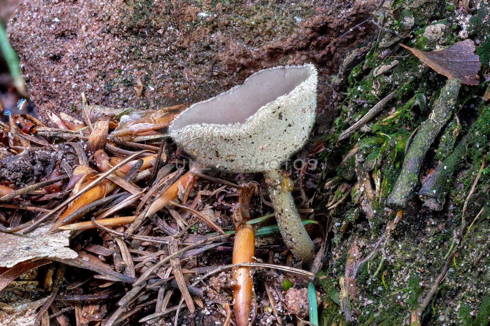 Close up of a peziza mushroom between pine needles and moss