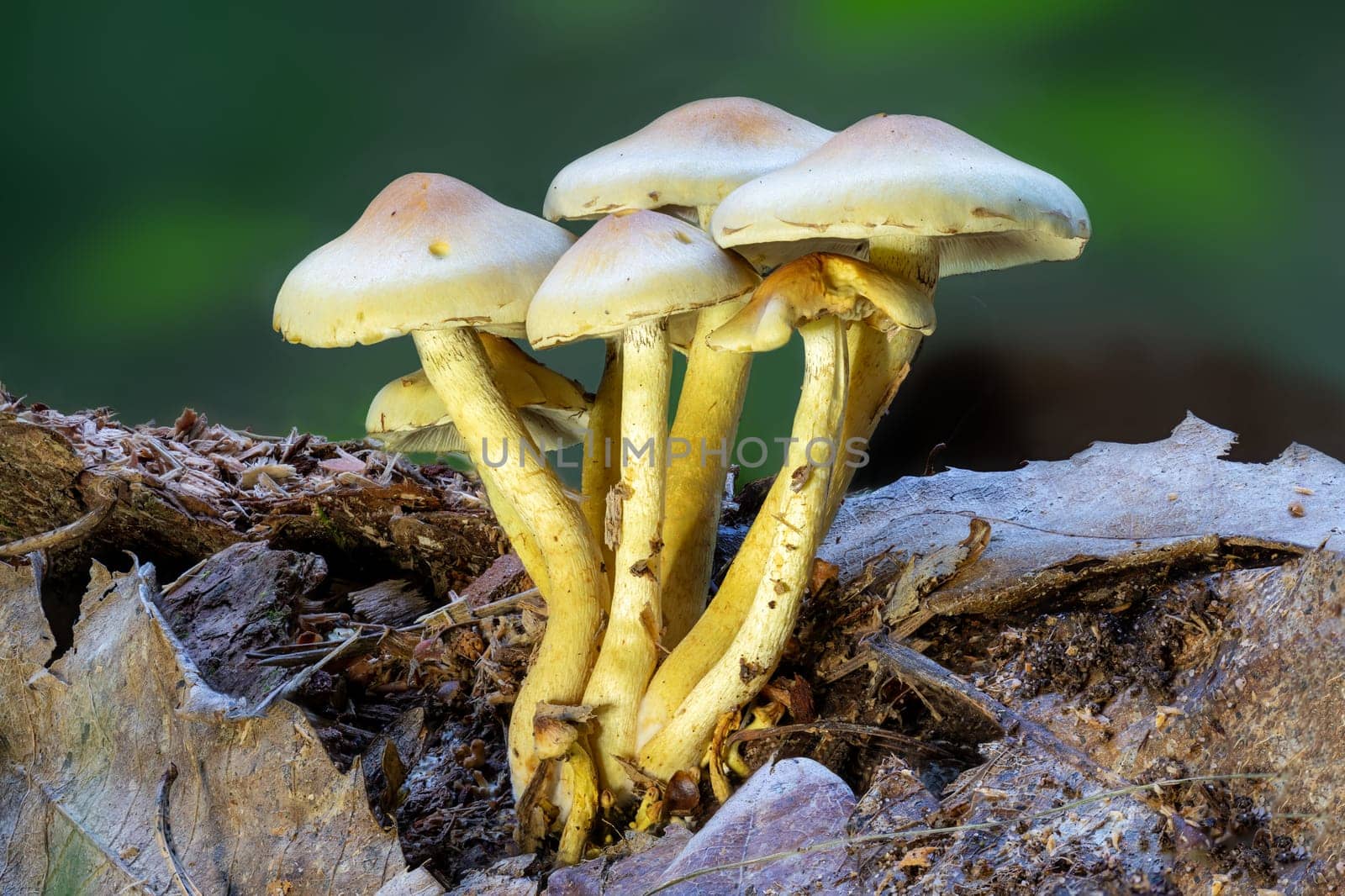Close up of a green leaved brimstone mushroom on a tree trunk against a green background