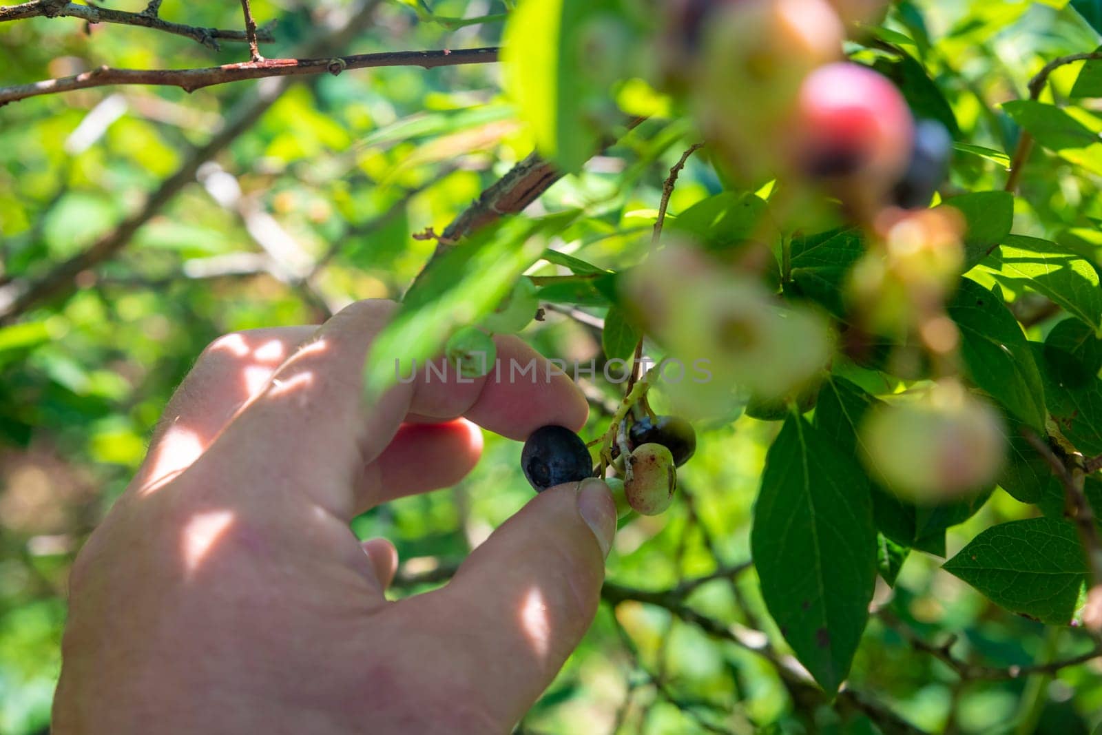 A hand reaches for ripe blueberries hanging from a bush in the bright sunshine