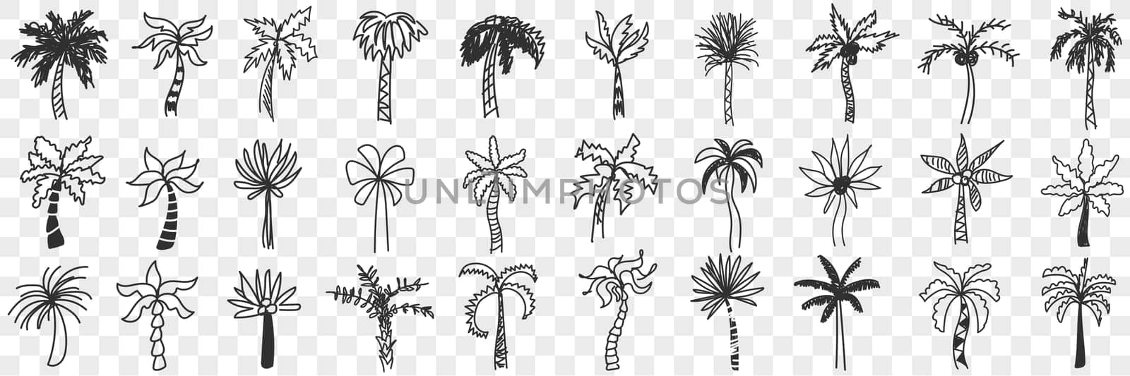 Exotic palm trees doodle set. Collection of hand drawn various shapes and styles of southern exotic palm trees with trunks and leaves isolated on transparent background