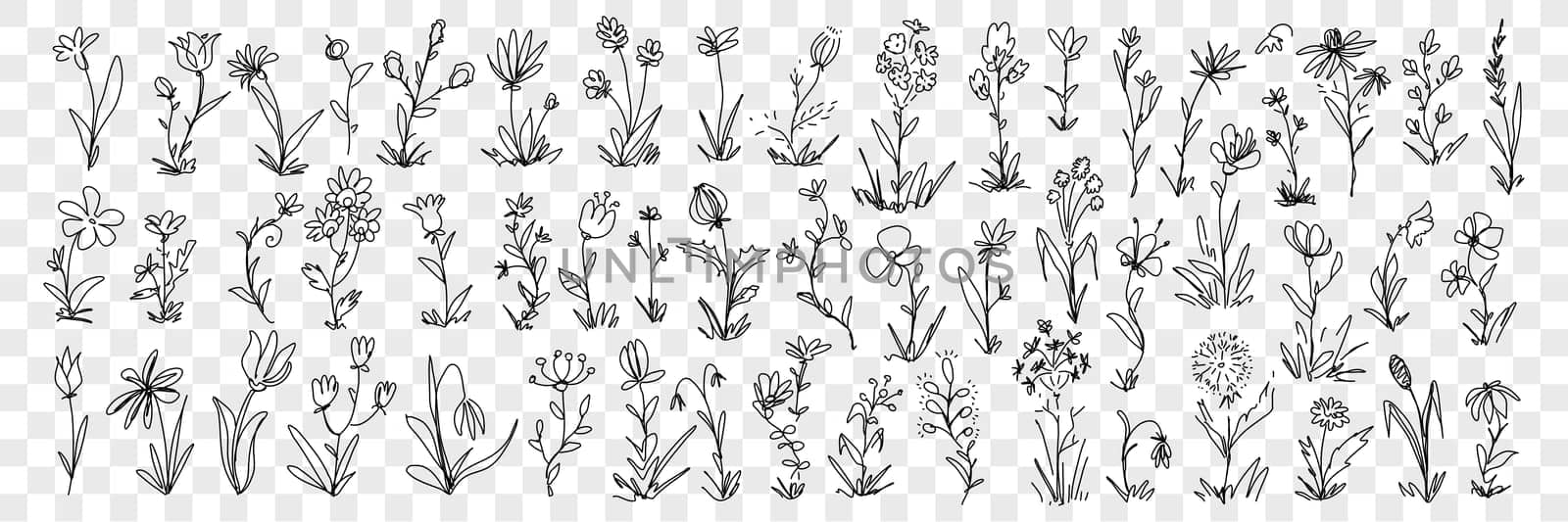 Blooming flowers and floral decoration pattern doodle set. Collection of hand drawn blossom flowers in row and elegant floral beautiful decoration patterns of nature isolated on transparent background