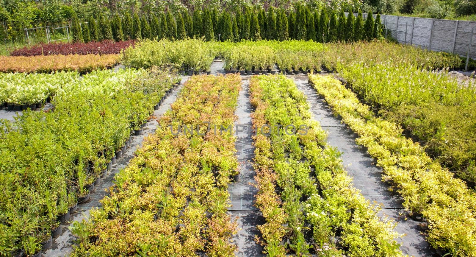 Potted plants are sold at the garden center. Selling plants outdoors. Many varieties of green plants. Flowers, fir, spruce, thuja, apple and other fruit trees. Everything to decorate your garden