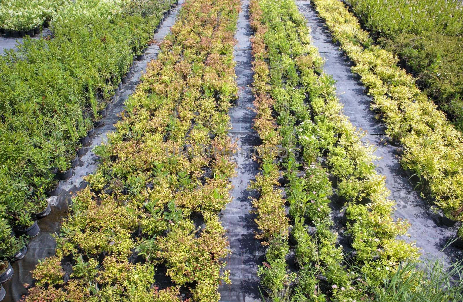 Potted plants are sold at the garden center. Selling plants outdoors. Many varieties of green plants. Flowers, fir, spruce, thuja, apple and other fruit trees. Everything to decorate your garden