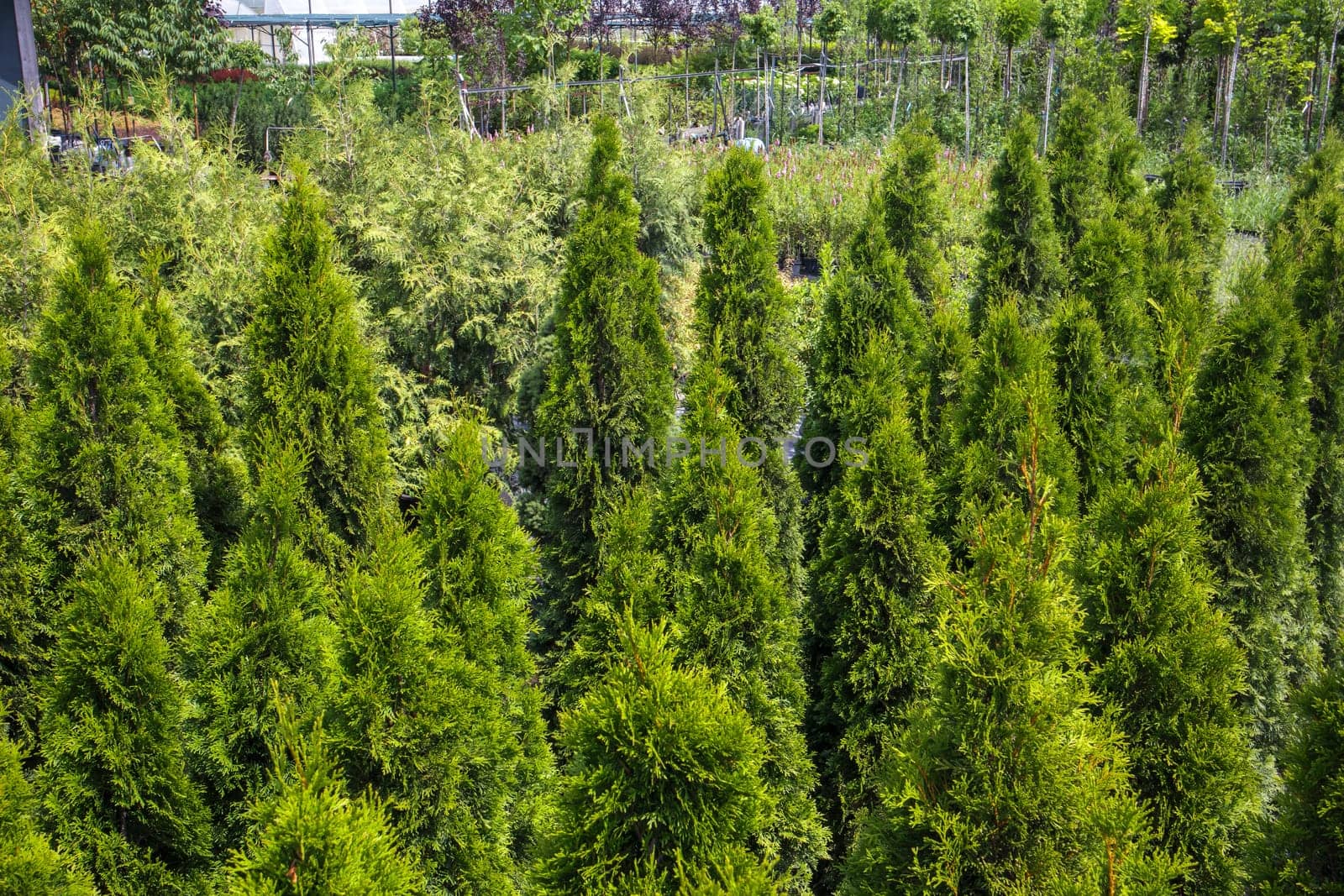Potted plants are sold at the garden center. Selling plants outdoors. Many varieties of green plants. Flowers, fir, spruce, thuja, apple and other fruit trees. Everything to decorate your garden