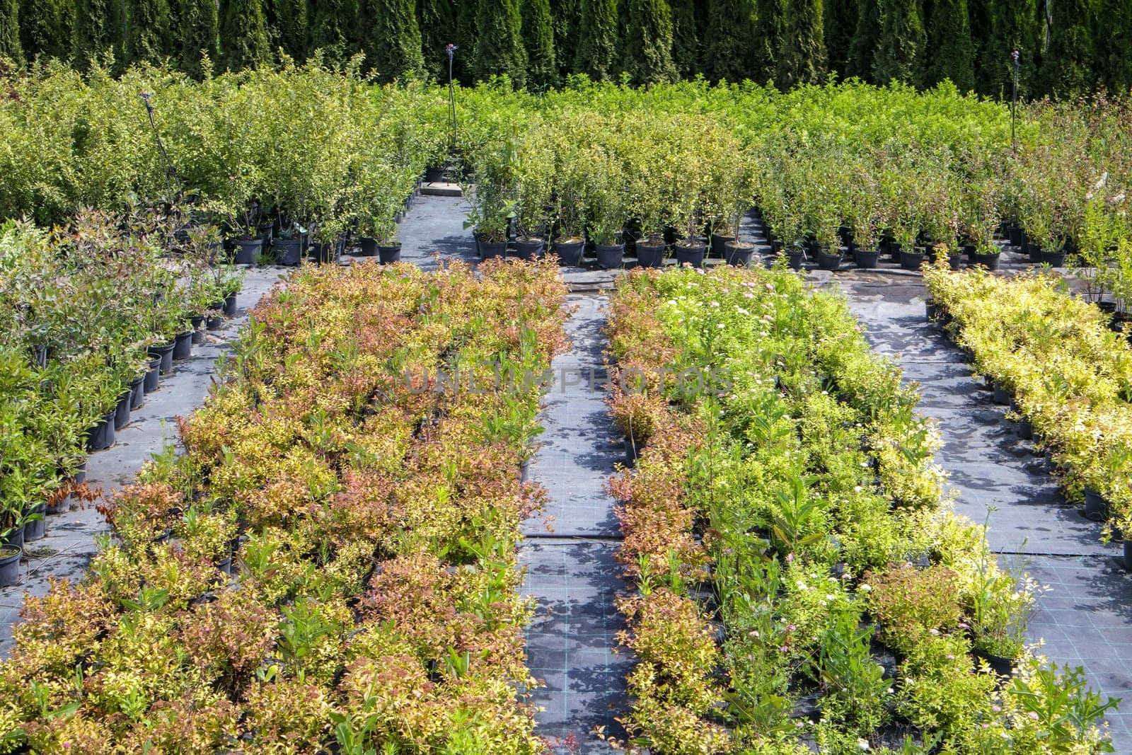 Potted plants are sold at the garden center. Selling plants outdoors. Many varieties of green plants. Flowers, fir, spruce, thuja, apple and other fruit trees. Everything to decorate your garden