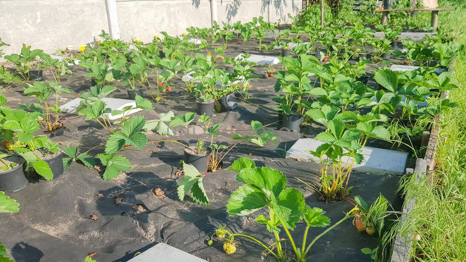 Strawberry beds, in spring or summer on a sunny day. Bush berries. Degenerate strawberry bushes grow in the garden in the village