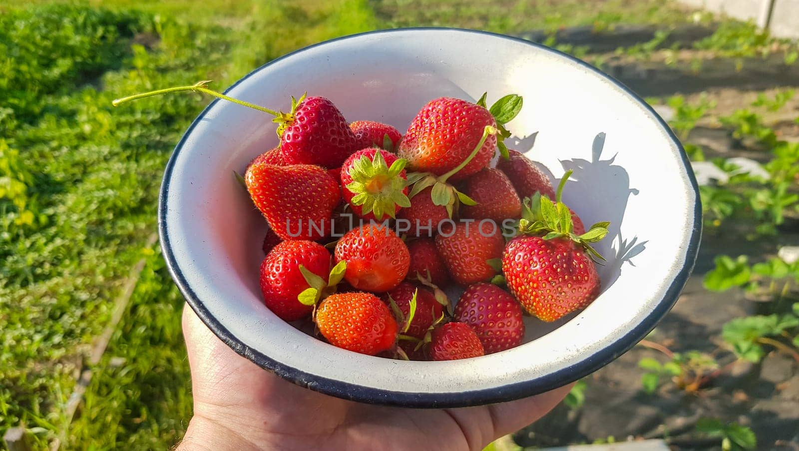 Fresh juicy ripe tasty organic strawberries in an old metal bowl outdoors on a sunny summer day. Strawberry red fresh berries and sweet juicy fruit