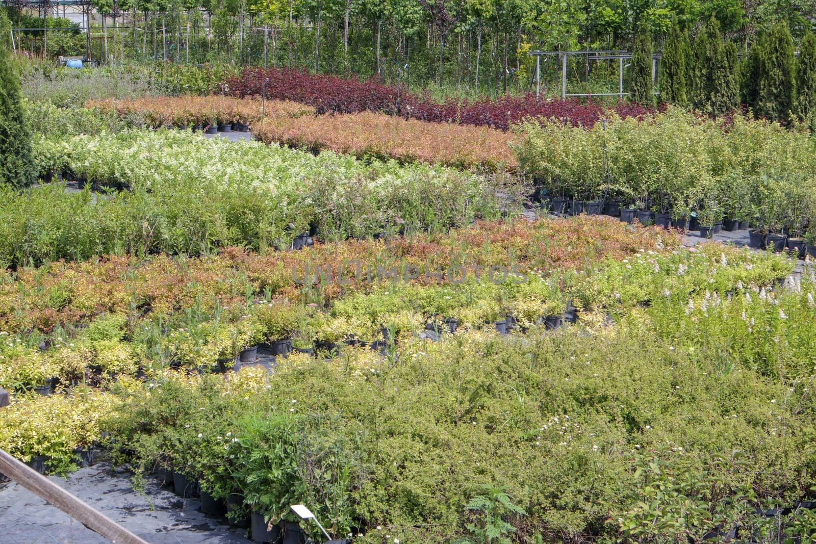 Potted plants are sold at the garden center. Selling plants outdoors. Many varieties of green plants. Flowers, fir, spruce, thuja, apple and other fruit trees. Everything to decorate your garden