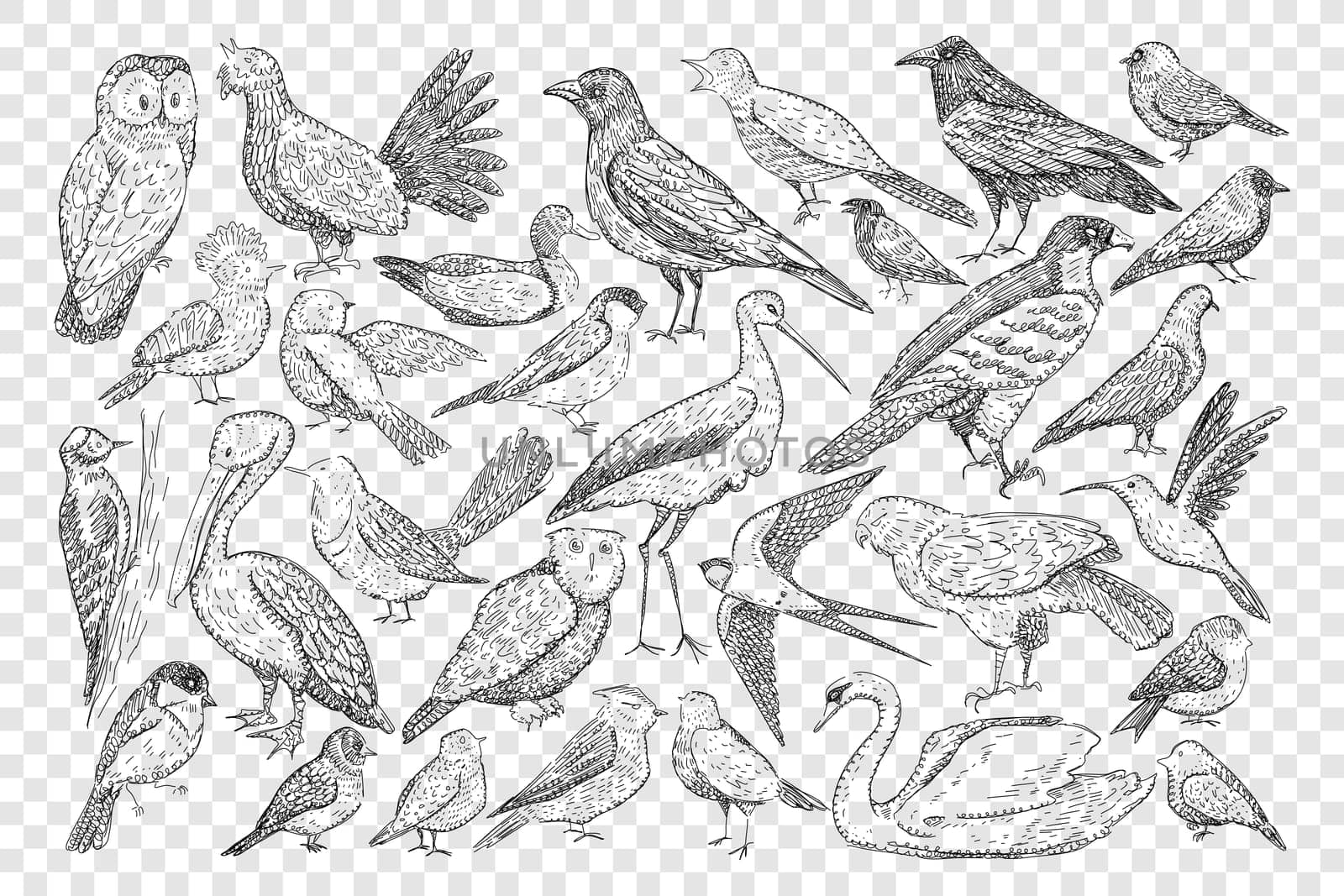 Various birds doodle set. Collection of hand drawn heron owl black grouse swift swallow pelican swan duck woodpecker thrush blackbird tit isolated on transparent background