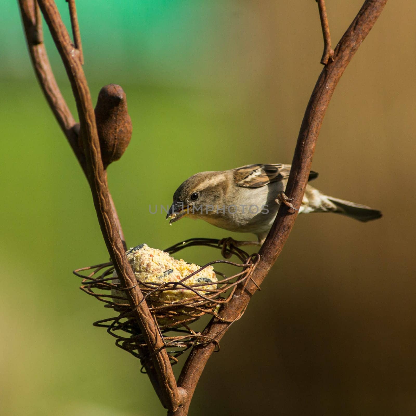 Wild bird pecking food from bird feeder in the garden in winter, Europe