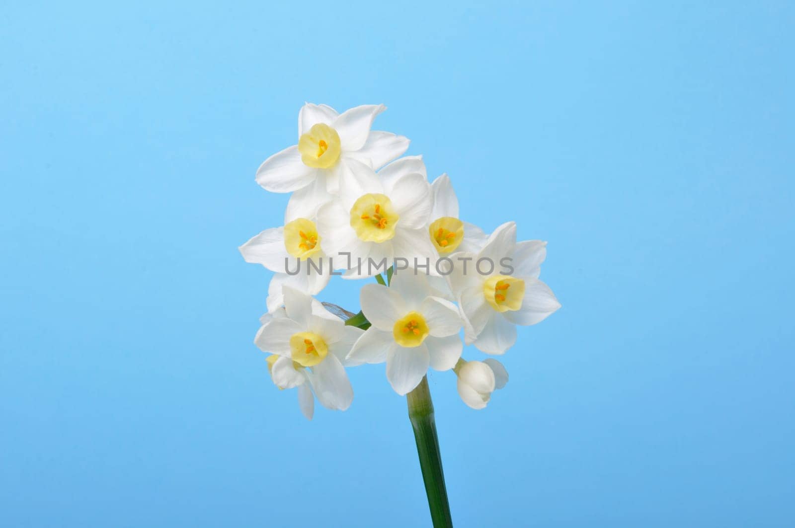 Yellow and white daffodils on blue background