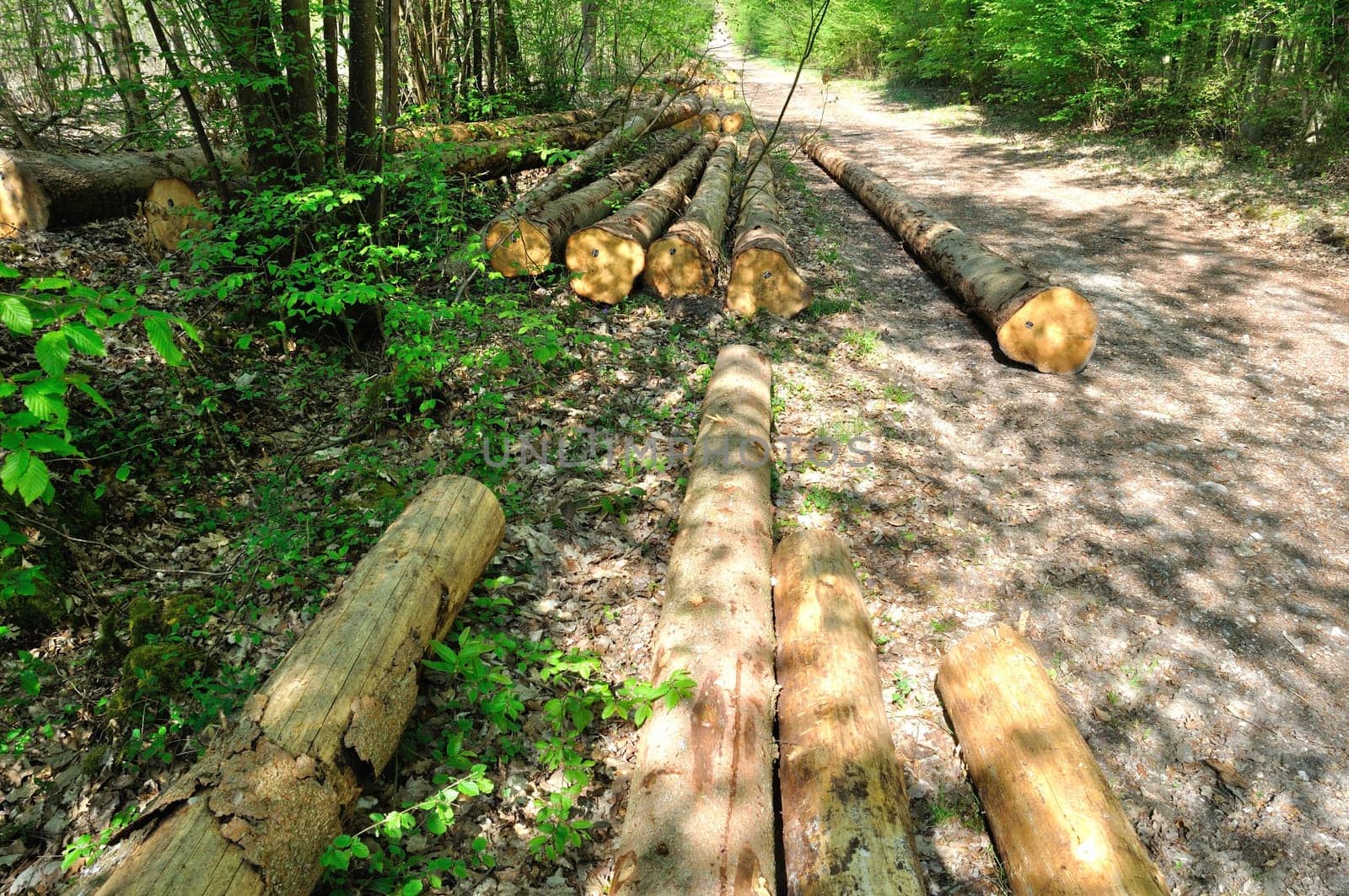 Cut tree trunks in the Saint-Pierre-Lès-Elbeuf communal forest