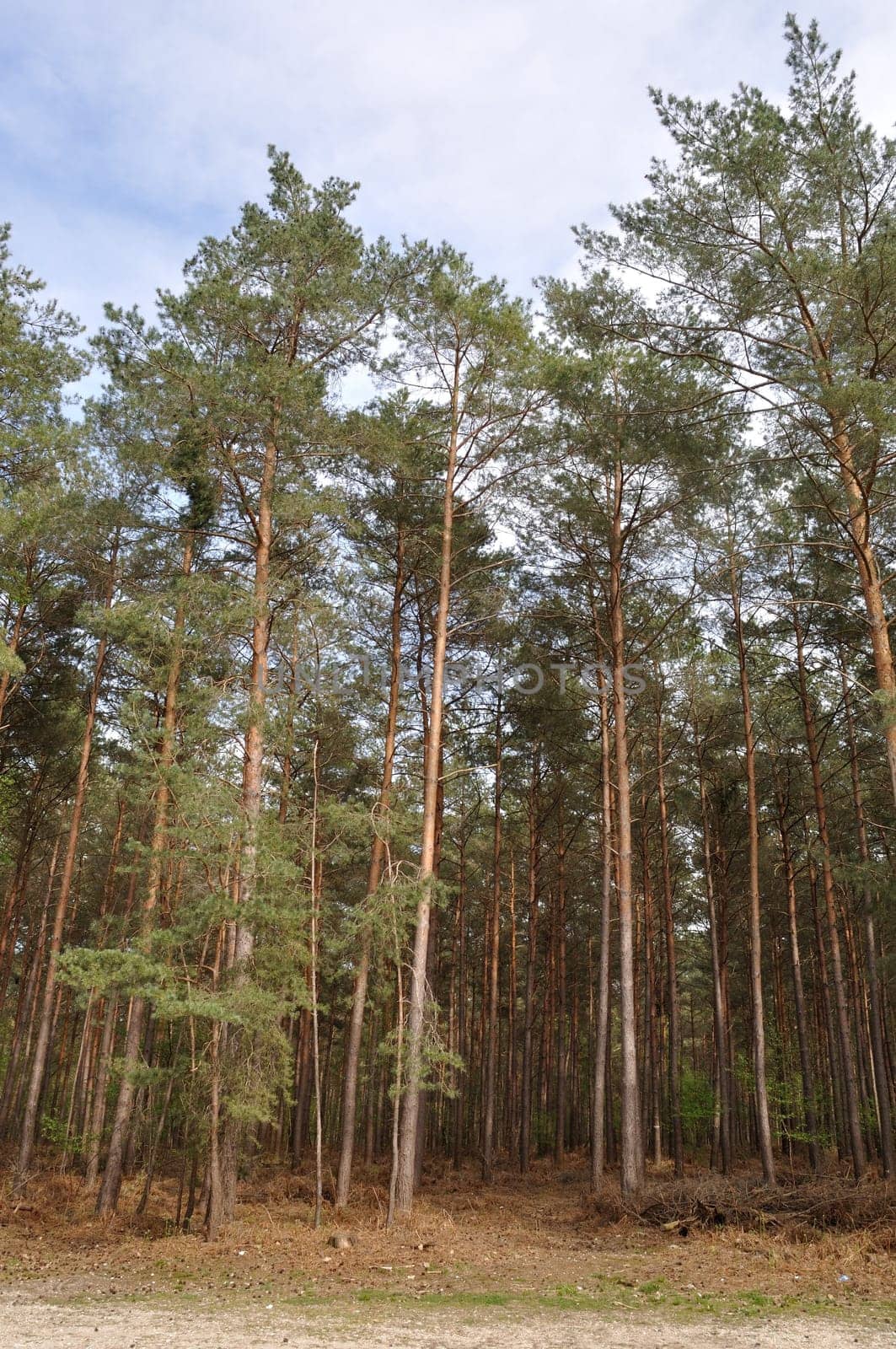 Communal forest of Saint-Pierre-Lès-Elbeuf