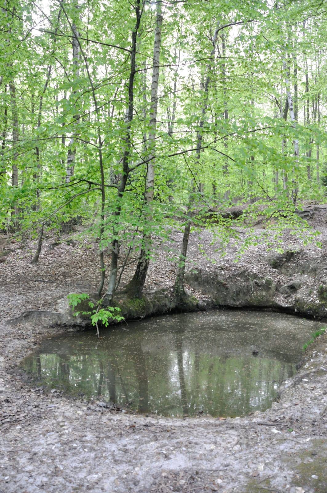 Small pond in the Saint-Pierre-Lès-Elbeuf communal forest