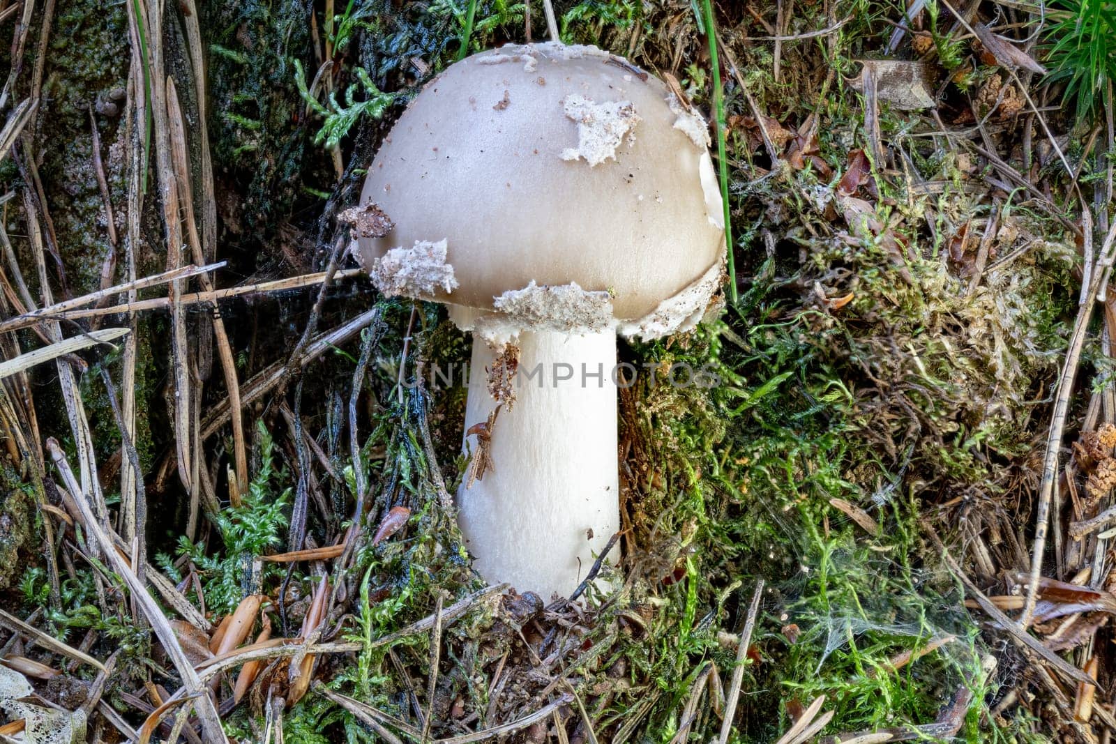 Close up of a agaric mushroom between pine needles and moss