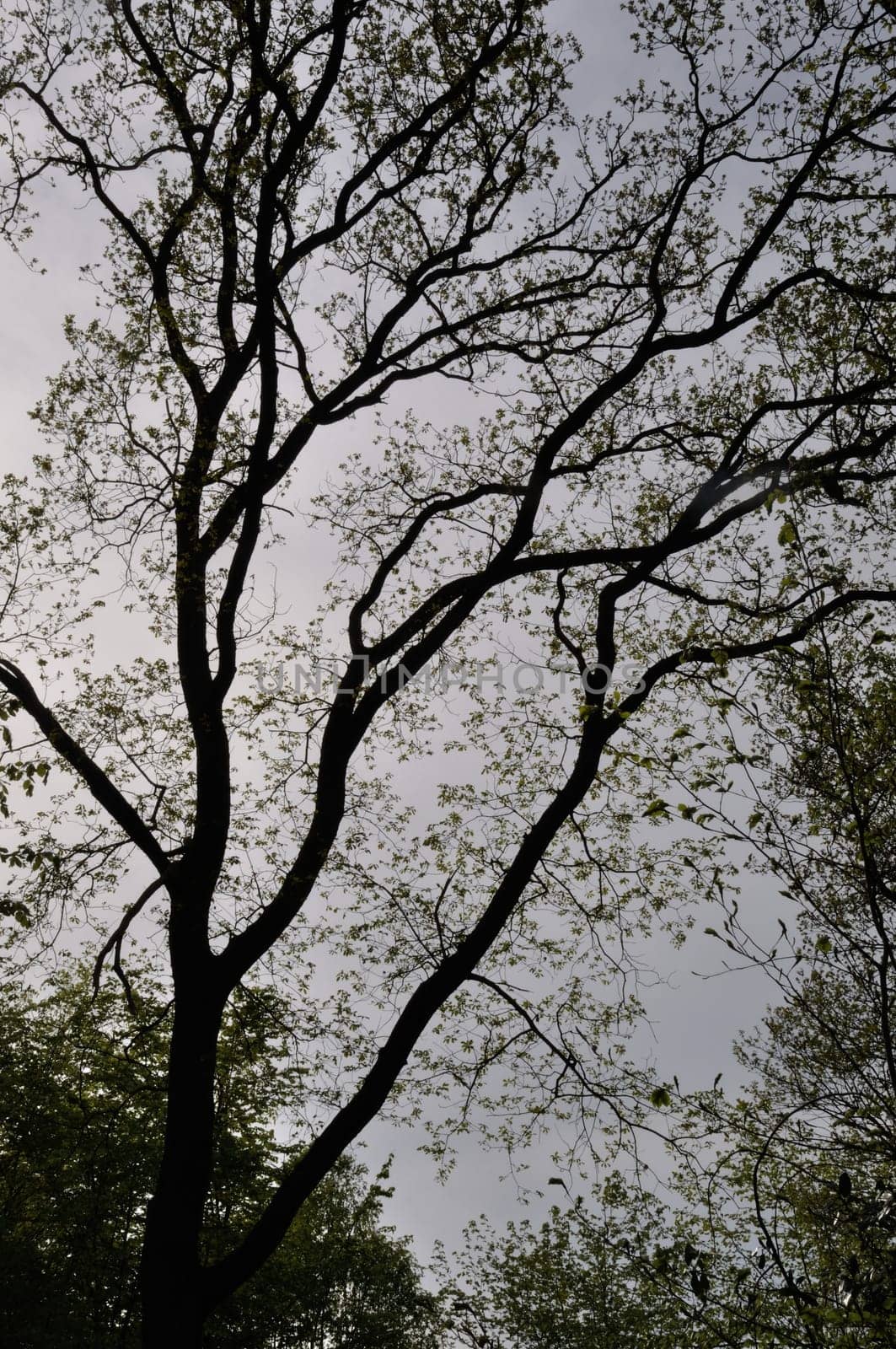 Communal forest of Saint-Pierre-Lès-Elbeuf