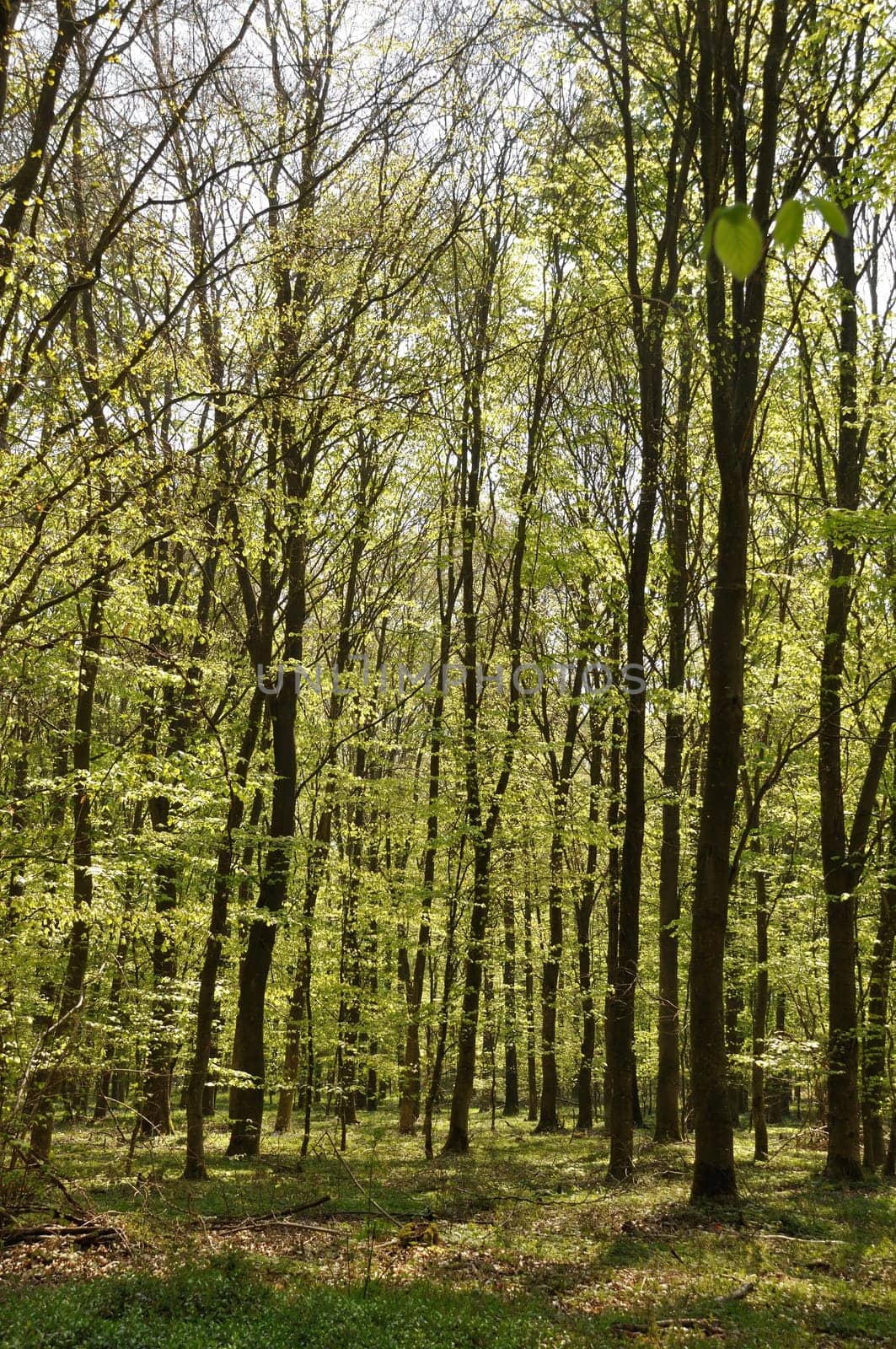 Communal forest of Saint-Pierre-Lès-Elbeuf